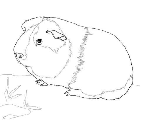 Cute Guinea Pig Coloring Page